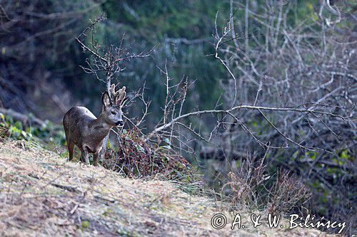 Sarna, sarna europejska, Capreolus capreolus, koziołek, samiec, rogi w scypule