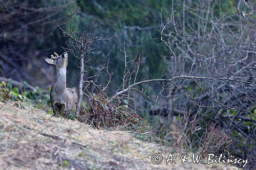 Sarna, sarna europejska, Capreolus capreolus, koziołek, samiec, rogi w scypule