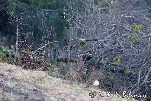 Sarna, sarna europejska, Capreolus capreolus, koziołek, samiec, rogi w scypule, znakowanie terenu