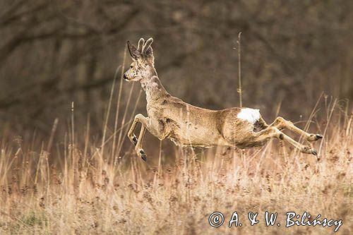 sarna samiec koziołek, Capreolus capreolus