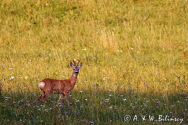 sarna, Capreolus capreolus, koziołek