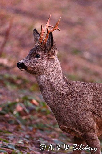 Koziołek o świcie, sarna europejska, Capreolus capreolus, koziołek, samiec, rogi świeżo wytarte