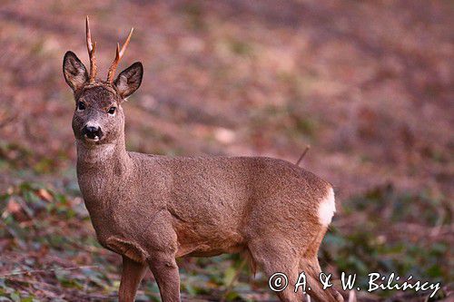 Koziołek o świcie, sarna europejska, Capreolus capreolus, koziołek, samiec, rogi świeżo wytarte