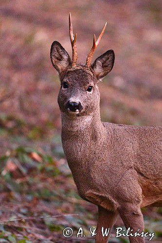 Koziołek o świcie, sarna europejska, Capreolus capreolus, koziołek, samiec, rogi świeżo wytarte