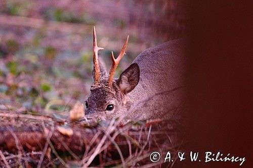 Koziołek o świcie, sarna europejska, Capreolus capreolus, koziołek, samiec, rogi świeżo wytarte