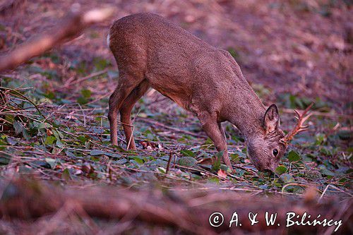 Koziołek o świcie, sarna europejska, Capreolus capreolus, koziołek, samiec, rogi świeżo wytarte