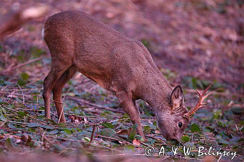 Koziołek o świcie, sarna europejska, Capreolus capreolus, koziołek, samiec, rogi świeżo wytarte