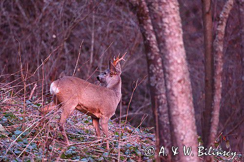 Koziołek o świcie, sarna europejska, Capreolus capreolus, koziołek, samiec, rogi świeżo wytarte