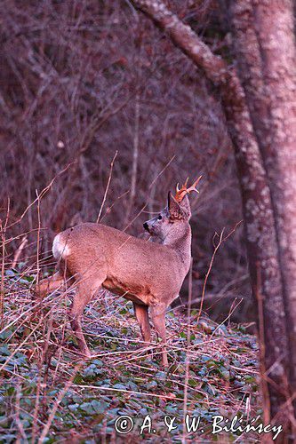 Koziołek o świcie, sarna europejska, Capreolus capreolus, koziołek, samiec, rogi świeżo wytarte