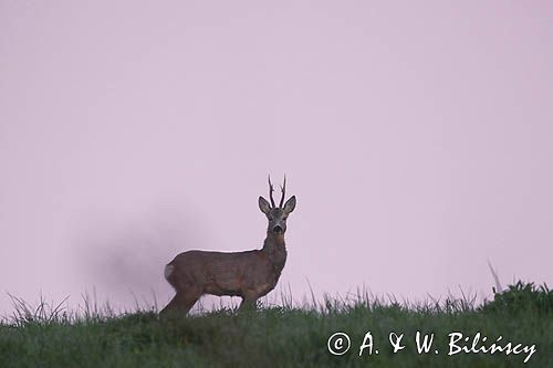 sarna samiec koziołek, Capreolus capreolus