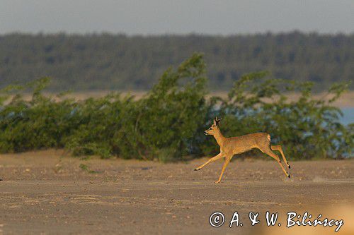 Koziołek, sarna europejska, Capreolus capreolus, samiec, rezerwat Mewia Łacha