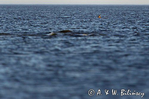 Sarna (samiec) w wodach Bałtyku. Roe deer in the Baltic Sea. fot A&W Bilińscy