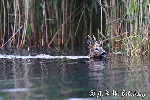 sarna samiec koziołek, Capreolus capreolus