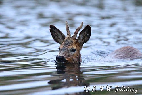 sarna samiec koziołek, Capreolus capreolus