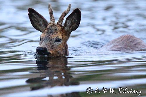Pływająca sarna - koziołek. Swimming roe deer photo A&W Bilińscy bank zdjęć, fotografia przyrodnicza