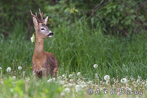 Koziołek, sarna europejska, Capreolus capreolus, samiec