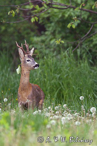 Koziołek, sarna europejska, Capreolus capreolus, samiec