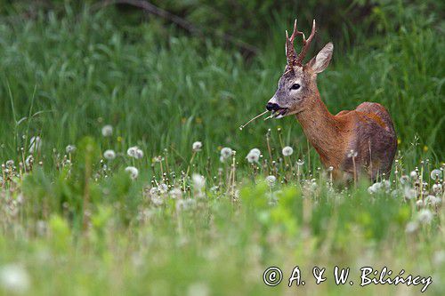 Koziołek, sarna europejska, Capreolus capreolus, samiec