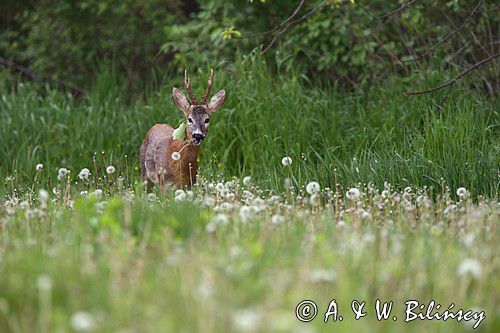 Koziołek, sarna europejska, Capreolus capreolus, samiec