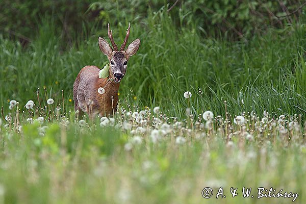 Koziołek, sarna europejska, Capreolus capreolus, samiec