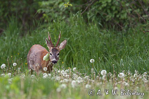 Koziołek, sarna europejska, Capreolus capreolus, samiec