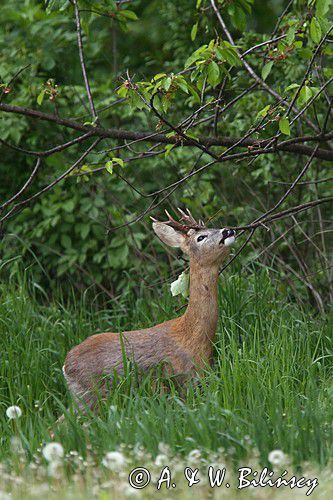 Koziołek, sarna europejska, Capreolus capreolus, samiec
