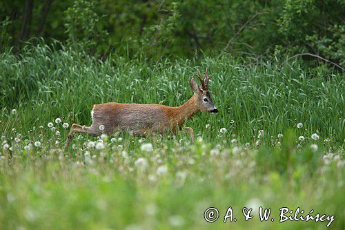 Koziołek, sarna europejska, Capreolus capreolus, samiec