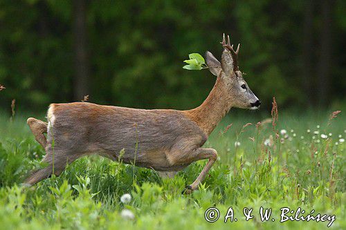 Koziołek, sarna europejska, Capreolus capreolus, samiec