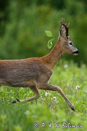 Koziołek, sarna europejska, Capreolus capreolus, samiec