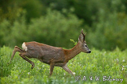 Koziołek, sarna europejska, Capreolus capreolus, samiec