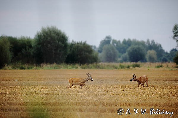 Sarny, koziołki, Capreolus capreolus