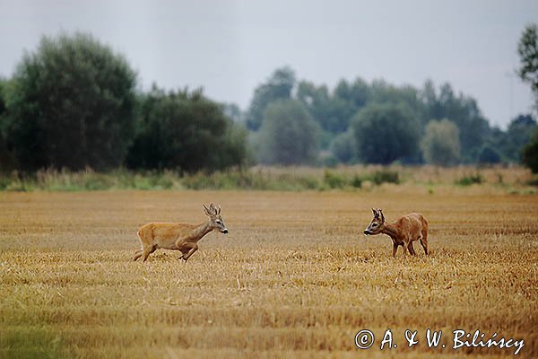 Sarny, koziołki, Capreolus capreolus