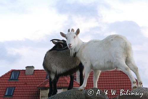 agroturystyka koza kozy