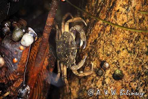 Raczyniec jadalny, krab brzegowy, Carcinus maenas