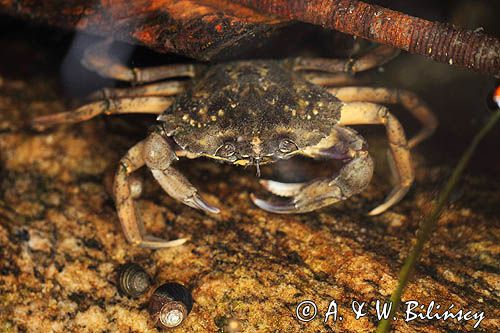 Raczyniec jadalny, krab brzegowy, Carcinus maenas