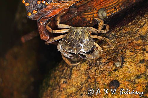 Raczyniec jadalny, krab brzegowy, Carcinus maenas