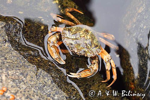 Raczyniec jadalny, krab brzegowy Carcinus maenas Shore crab. Fot A&W Bilińscy, bank zdjęć przyrodniczych i podróżniczych