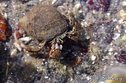 Pustelnik, krab pustelnik, rak pustelnik, Paguroidea, Południowa Norwegia