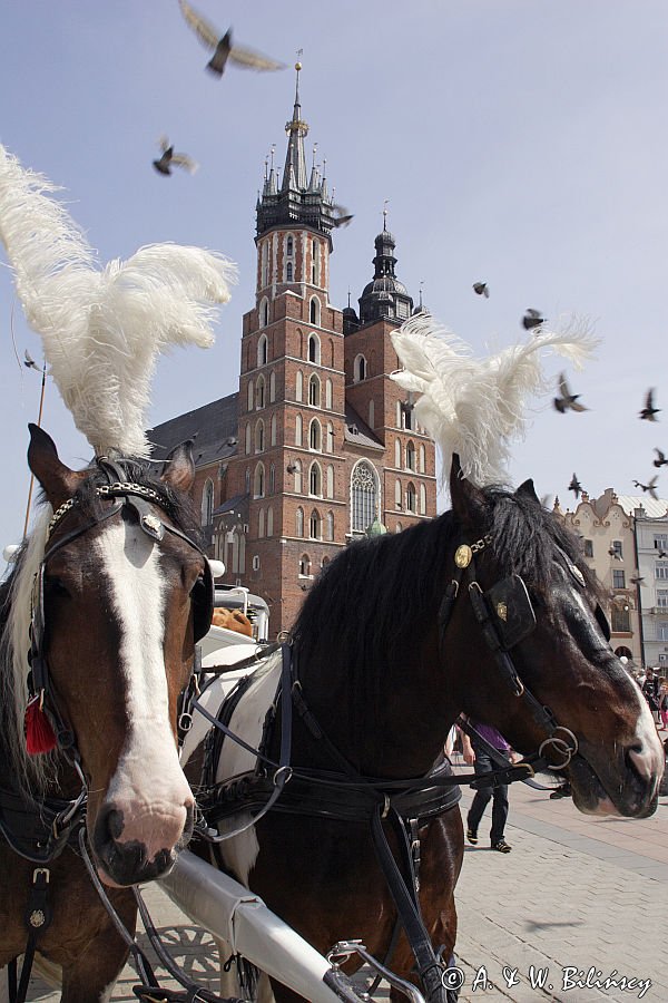 Kraków, Rynek Starego Miasta, dorożka, konie i kościół Mariacki i gołębie