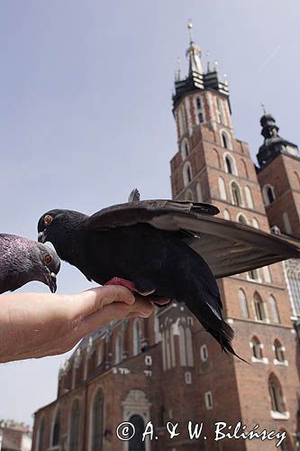 Cracow Rynek Starego Miasta, kościół Mariacki i gołębie, Columba livia forma urbana, gołąb miejski, gołąb skalny