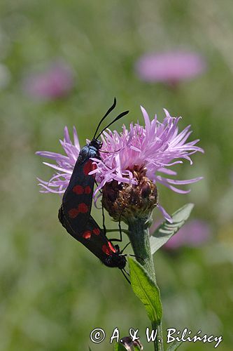 kraśnik sześcioplamek, Zygaena filipendulae