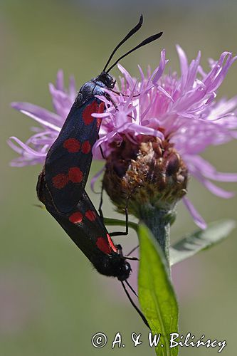 kraśnik sześcioplamek, Zygaena filipendulae