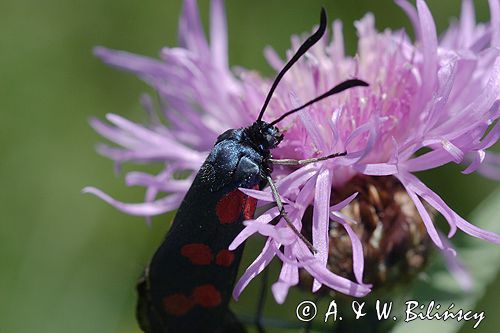 kraśnik sześcioplamek, Zygaena filipendulae