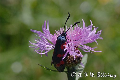 kraśnik sześcioplamek, Zygaena filipendulae