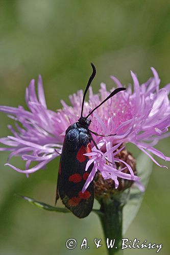 kraśnik sześcioplamek, Zygaena filipendulae