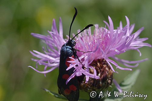 kraśnik sześcioplamek, Zygaena filipendulae