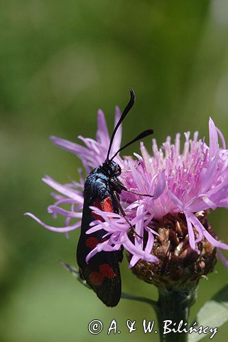 kraśnik sześcioplamek, Zygaena filipendulae