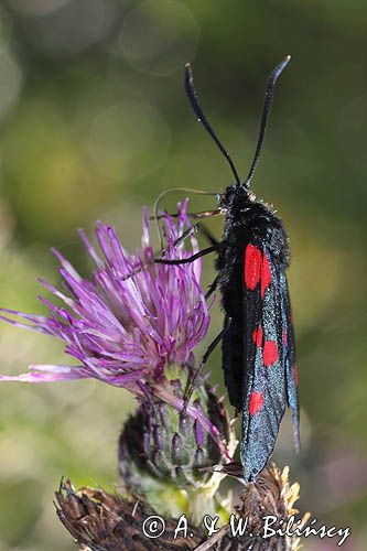 Kraśnik sześcioplamek, Zygaena filipendulae