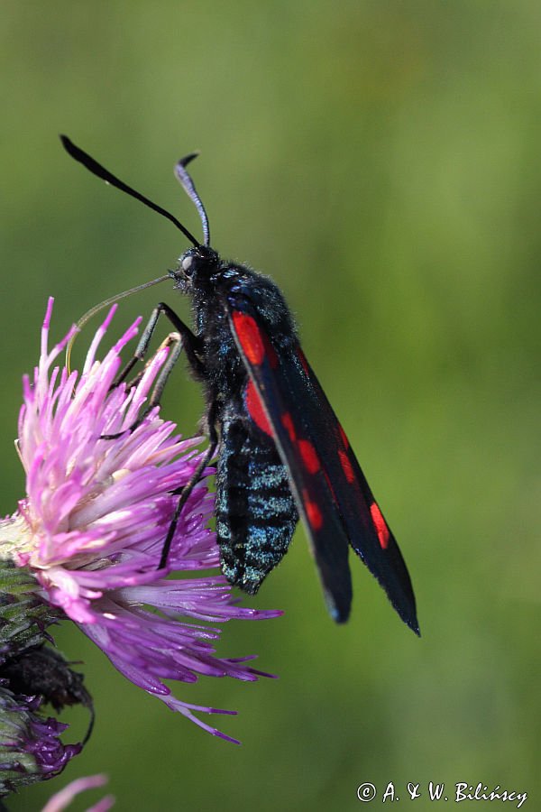 Kraśnik sześcioplamek, Zygaena filipendulae