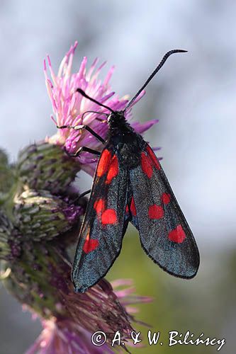 Kraśnik sześcioplamek, Zygaena filipendulae